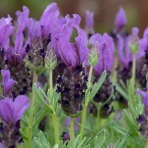French Lavender Purple Perennial Plant in a 3 Litre Pot