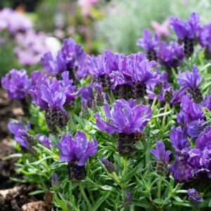 French Lavender Lavlov Purple Supreme Perennial Plant in a 3 Litre Pot