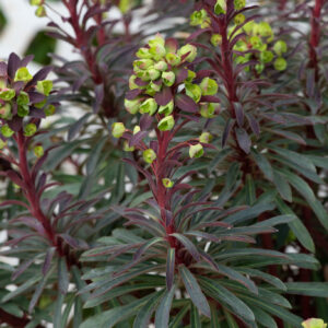 Euphorbia Miners Merlot Perennial Plant in a 3 Litre Pot