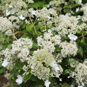 Hydrangea Kyushu Perennial Shrub in a 3 Litre Pot