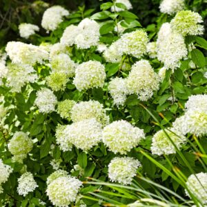 Hydrangea Limelight Perennial Shrub in a 3 Litre Pot