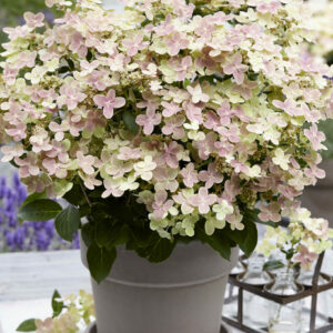 Hydrangea Polestar Perennial Shrub in a 3 Litre Pot