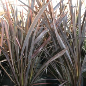 Phormium Red Sensation Perennial Shrub in a 3 Litre Pot