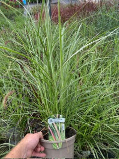 Grass Pennisetum Sky Rocket Perennial Plant in a 3 Litre Pot - Provides shelter for insects and small mammals - Image 2