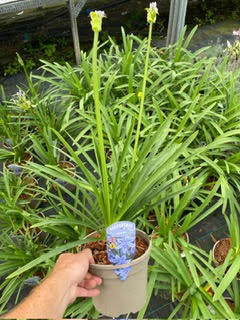 Agapanthus (African Lily) 'Lavender Haze' Perennial Shrub in a 3 Litre Pot - Colourful flower heads - Image 2