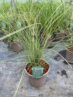 Grass Miscanthus 'Morning Light'  3 Litre Pot - Provides shelter for insects and small mammals - Image 2