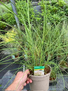 Grass Miscanthus 'Kleine Silberspinne' - 3 Litre Pot - Provides shelter for Insects and small mammals - Image 2