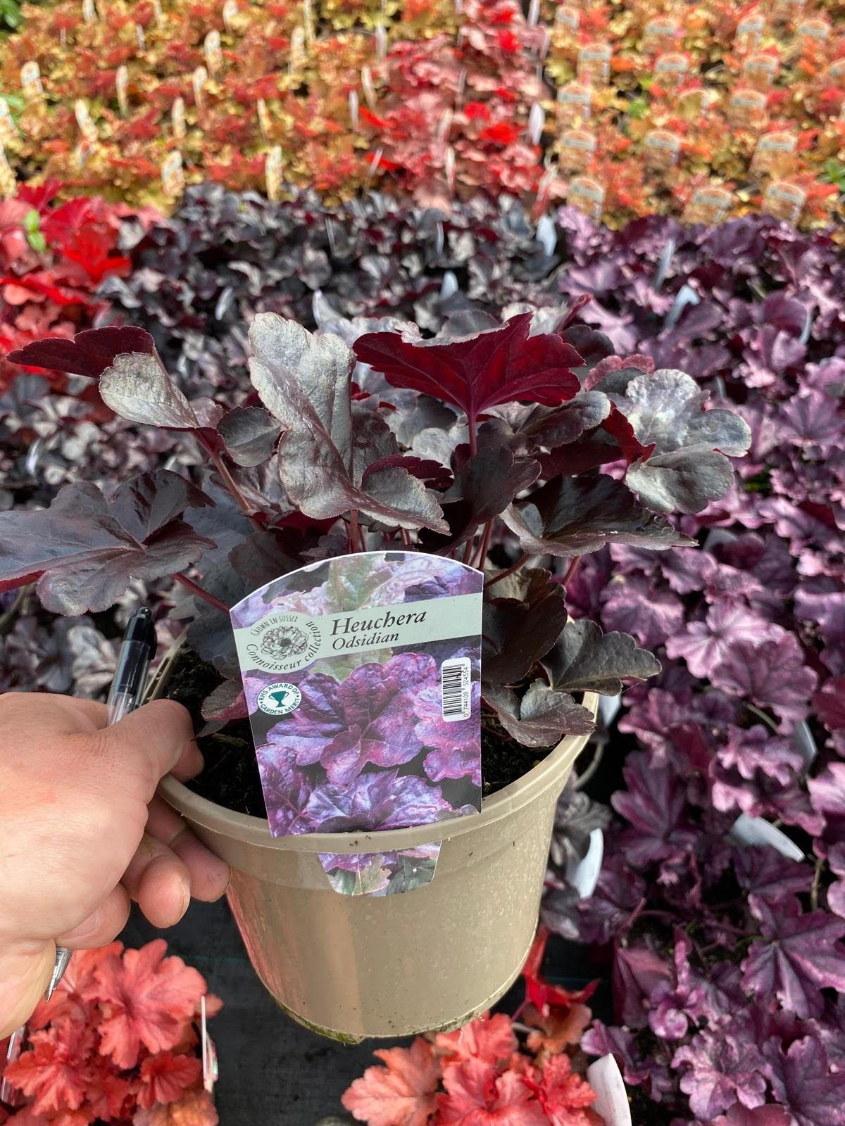 Heuchera (Coral Bells) 'Obsidian'  3 Litre pot - Colourful Foliage - Image 2