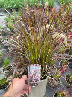 Grass Pennisetum Advena 'Rubrum'  3 Litre Pot - Provides shelter for insects and small mammals - Image 2