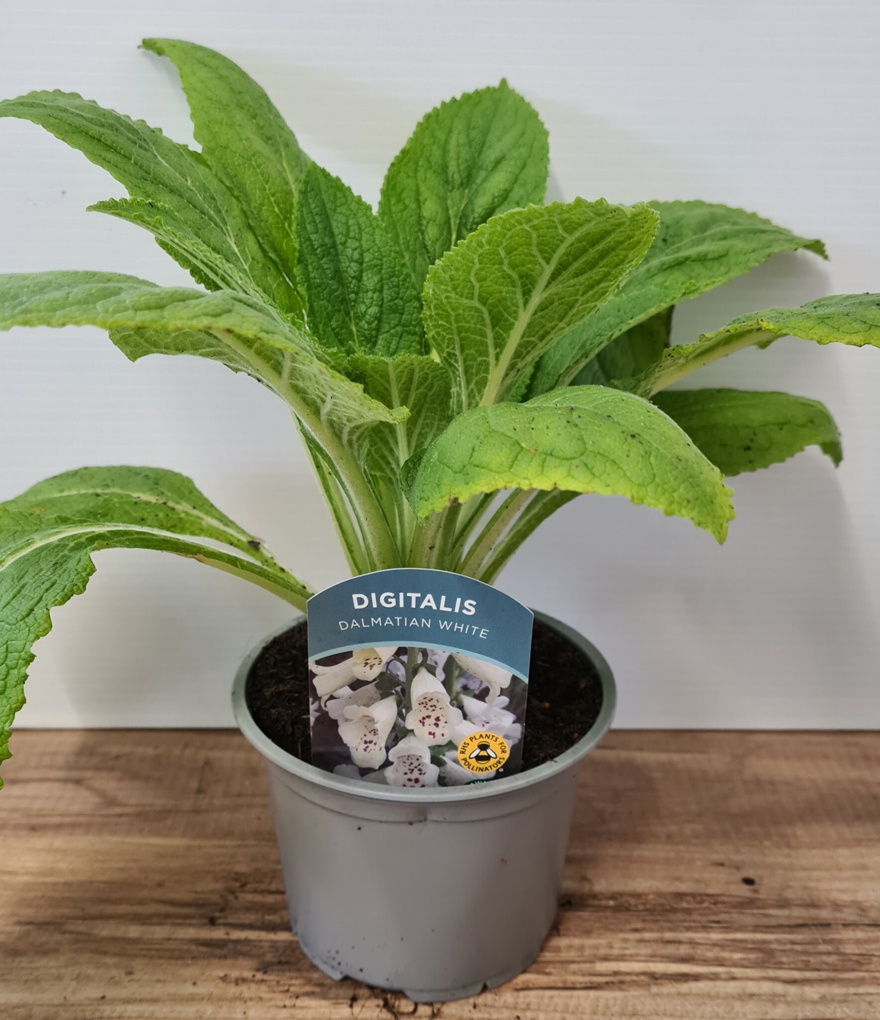 Digitalis (Foxglove) 'Dalmatian White'  3 Litre Pot - Pollinator - Image 2