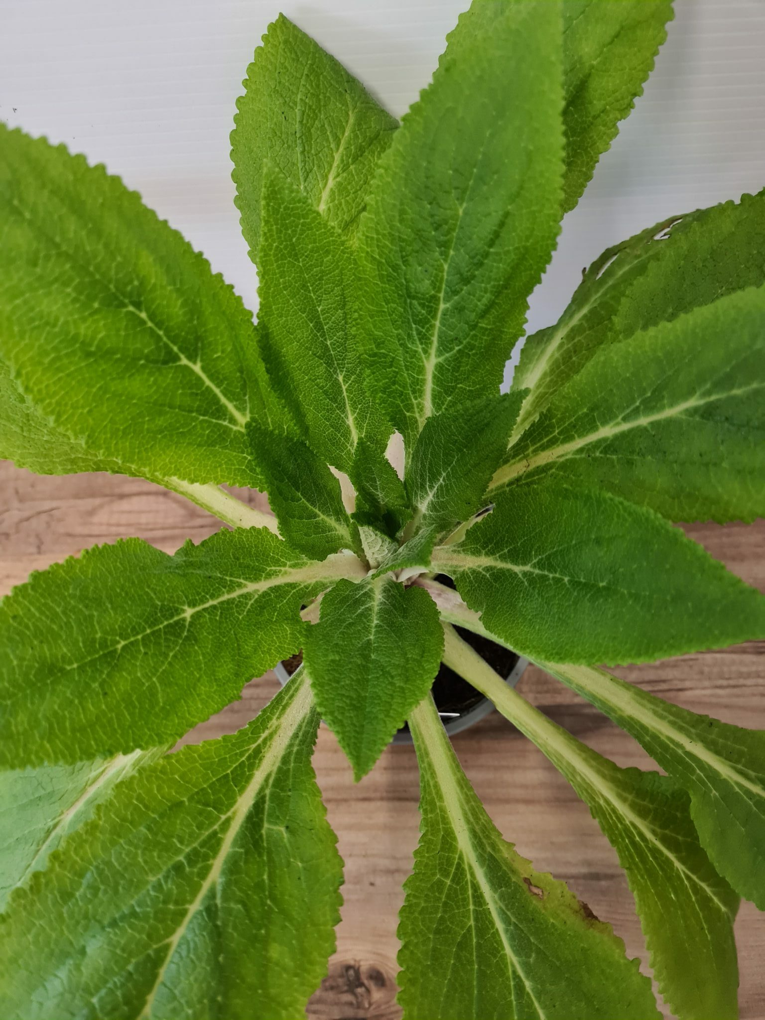 Digitalis (Foxglove) 'Dalmatian White'  3 Litre Pot - Pollinator - Image 3