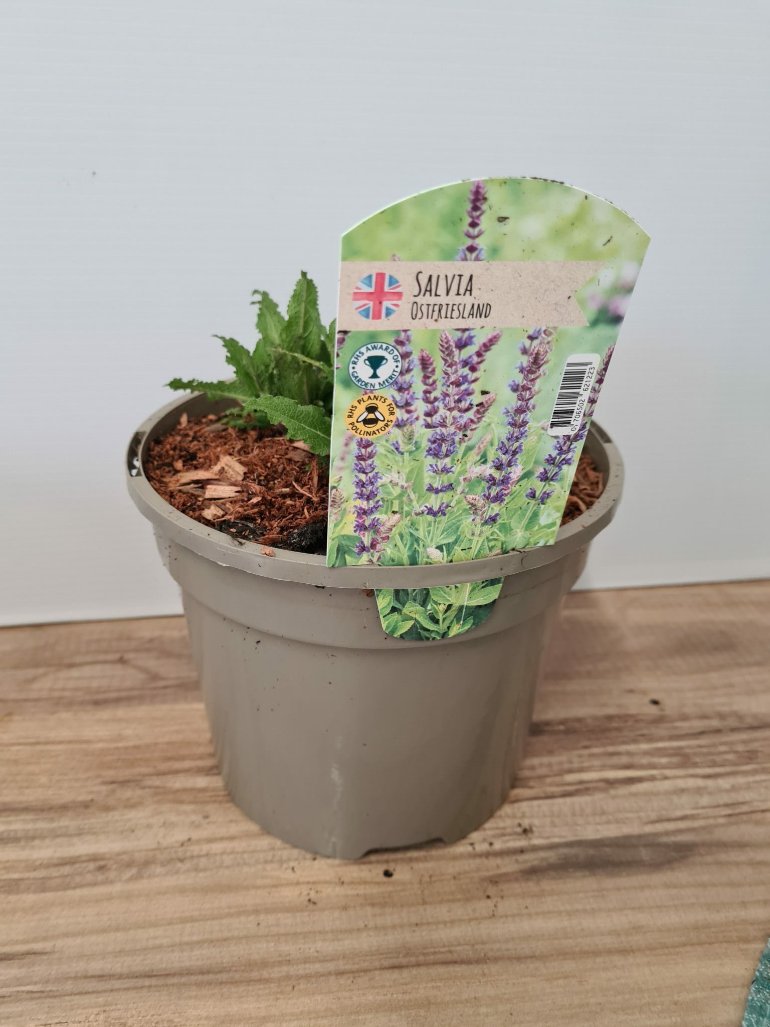 Salvia (Ostfriesland) - Blue - 3 Litre Pot - Pollinator - Image 4
