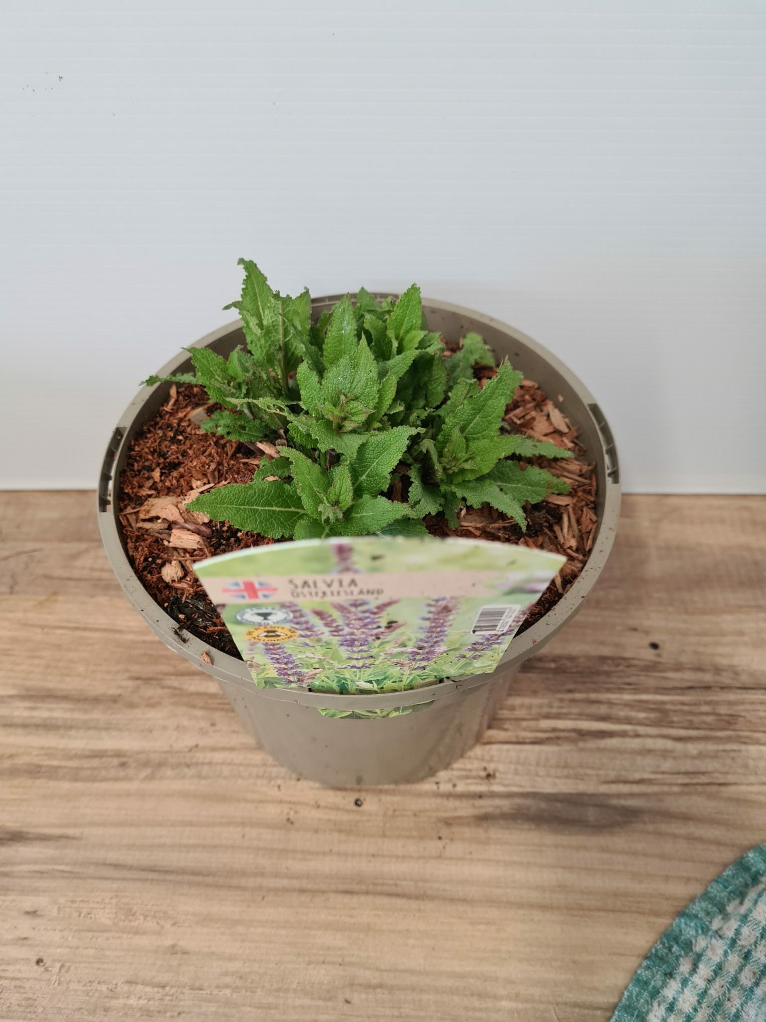 Salvia (Ostfriesland) - Blue - 3 Litre Pot - Pollinator - Image 2