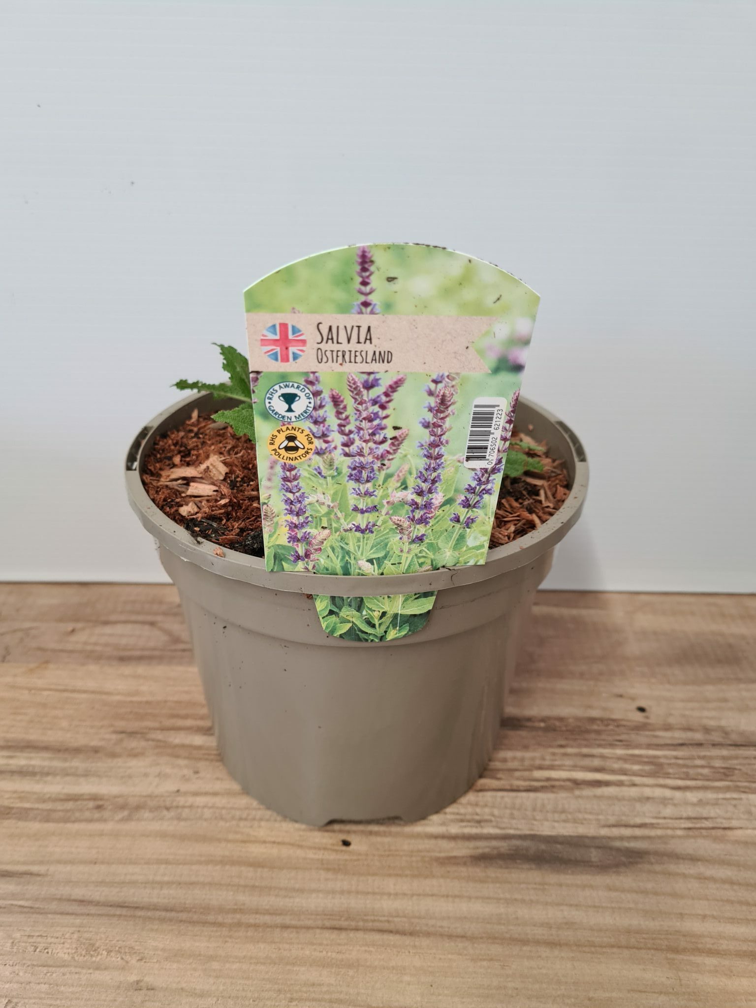 Salvia (Ostfriesland) - Blue - 3 Litre Pot - Pollinator - Image 3