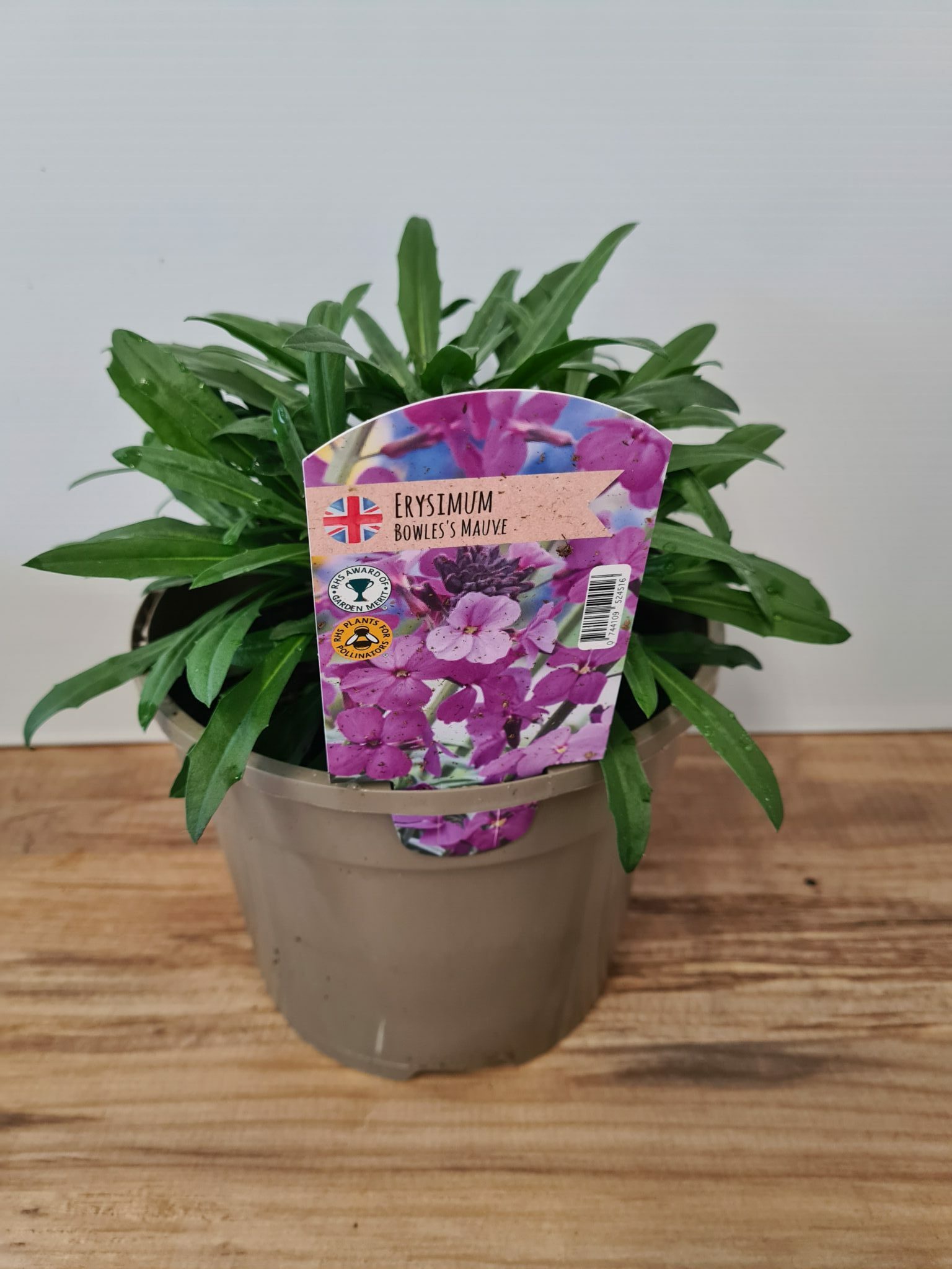 Erysimum (Wallflower) 'Bowles Mauve' - 3 Litre Pot - Attractive to Wildlife - Image 6