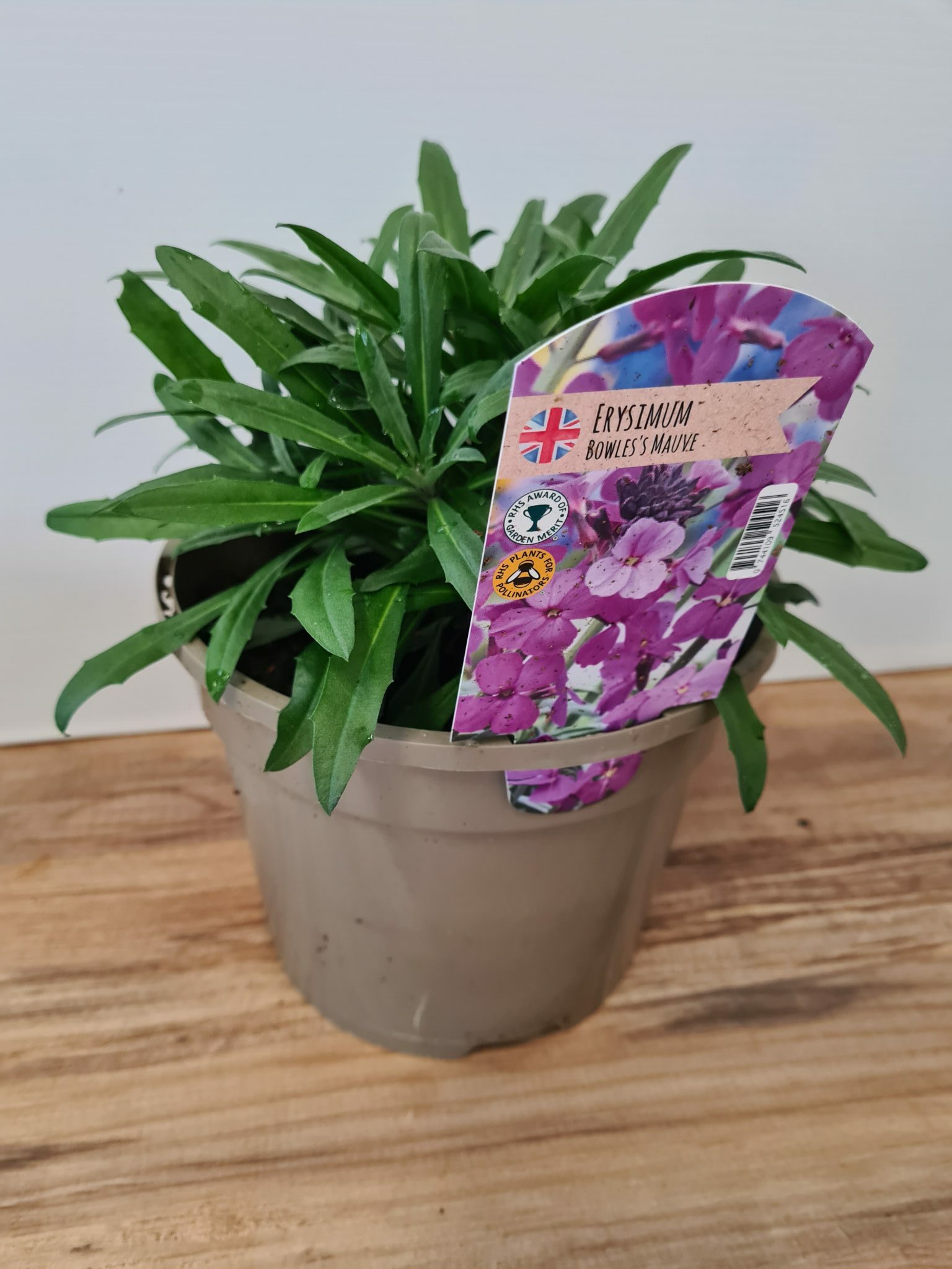 Erysimum (Wallflower) 'Bowles Mauve' - 3 Litre Pot - Attractive to Wildlife - Image 3