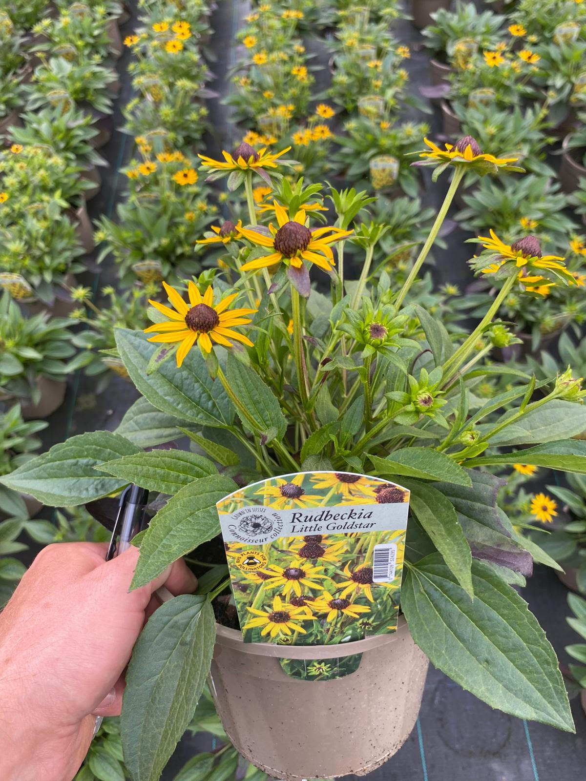 Rudbeckia 'Little Goldstar' - 3 Litre Pot - Bright Colours - Pollinator - Image 2