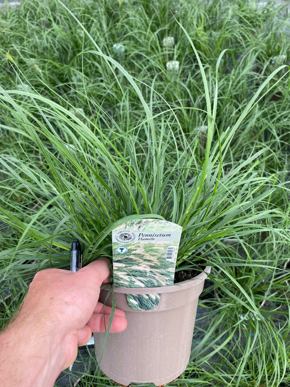 Grass Pennisetum Alopecuroides 'Hameln' 3 Litre Pot - Provides shelter for insects and small mammals - Image 2