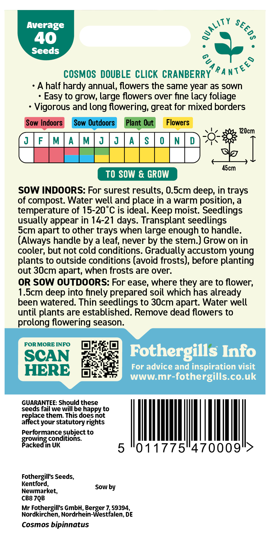 Cosmos 'Double Click Cranberry' Half Hardy Annual Seeds x1 Pack - Average 40 seeds - RHS Plants for pollinators - Image 2