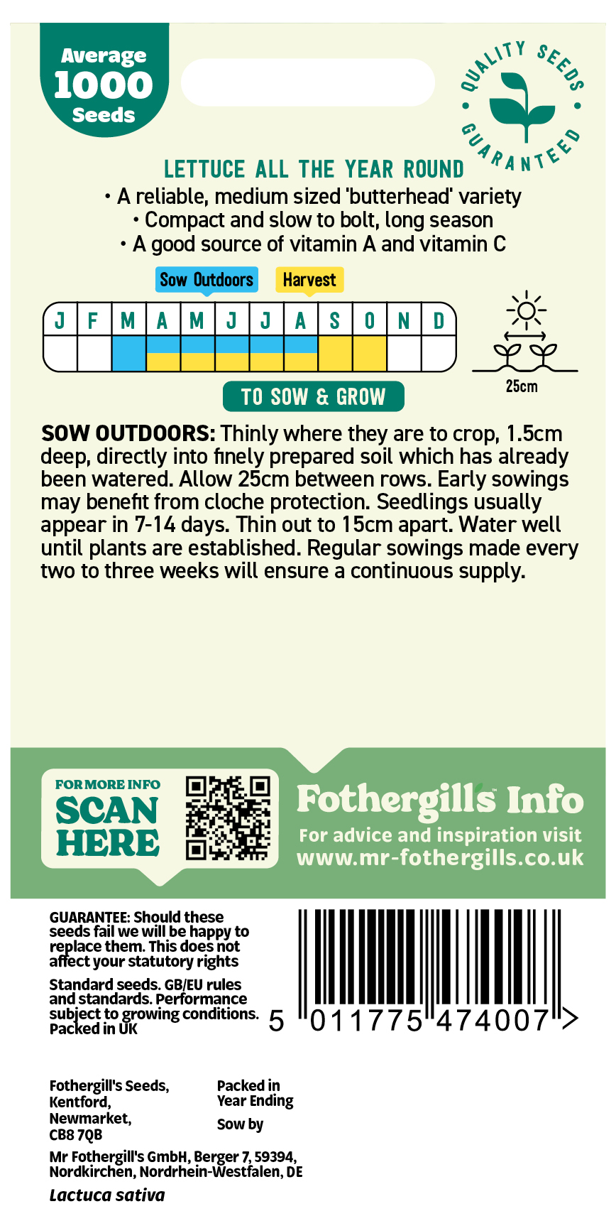 Lettuce 'All The Year Round' Seeds - x1000 Seeds - Favourite long season 'Butterhead Type' - Image 2