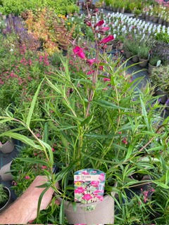 Penstemon 'Garnet' - 3 Litre Pot - Image 2