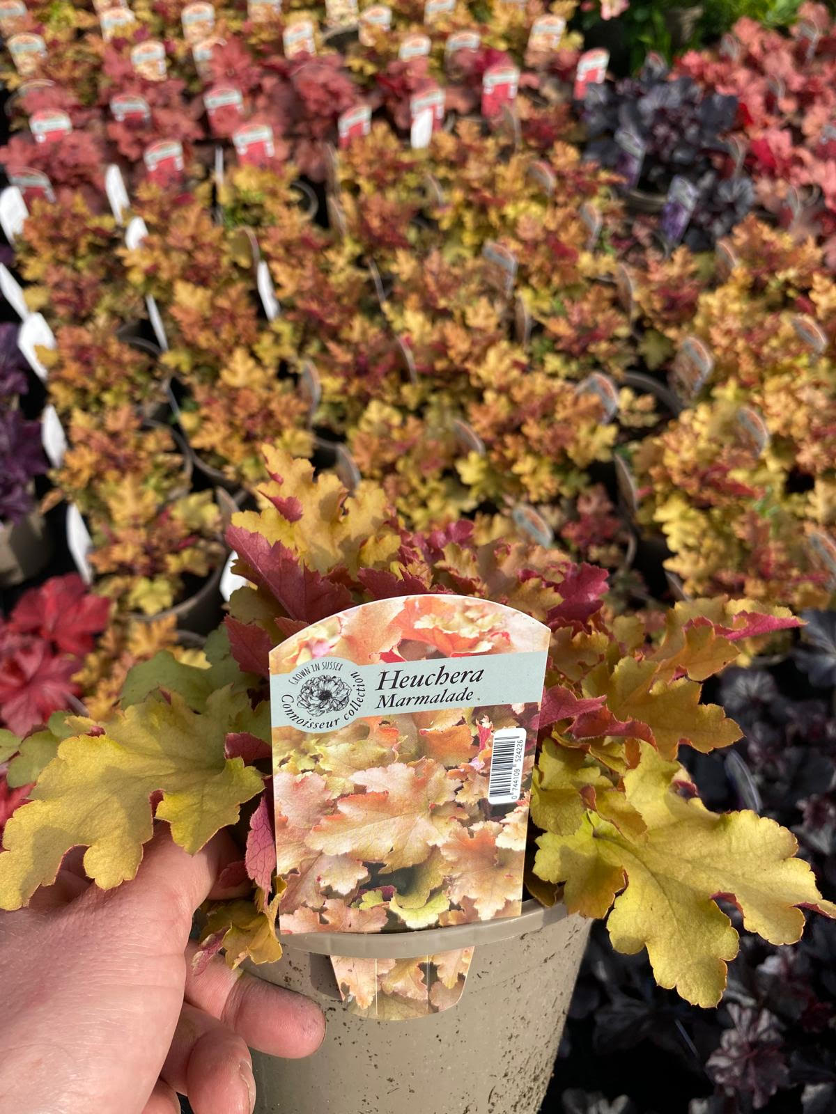 Heuchera (Coral Bells) 'Marmalade'  3 Litre Pot - Colourful Foliage - Image 2