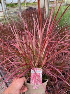 Grass Pennisetum x advena 'Fireworks' - 3 Litre Pot - Provides shelter for insects and small mammals - Image 3