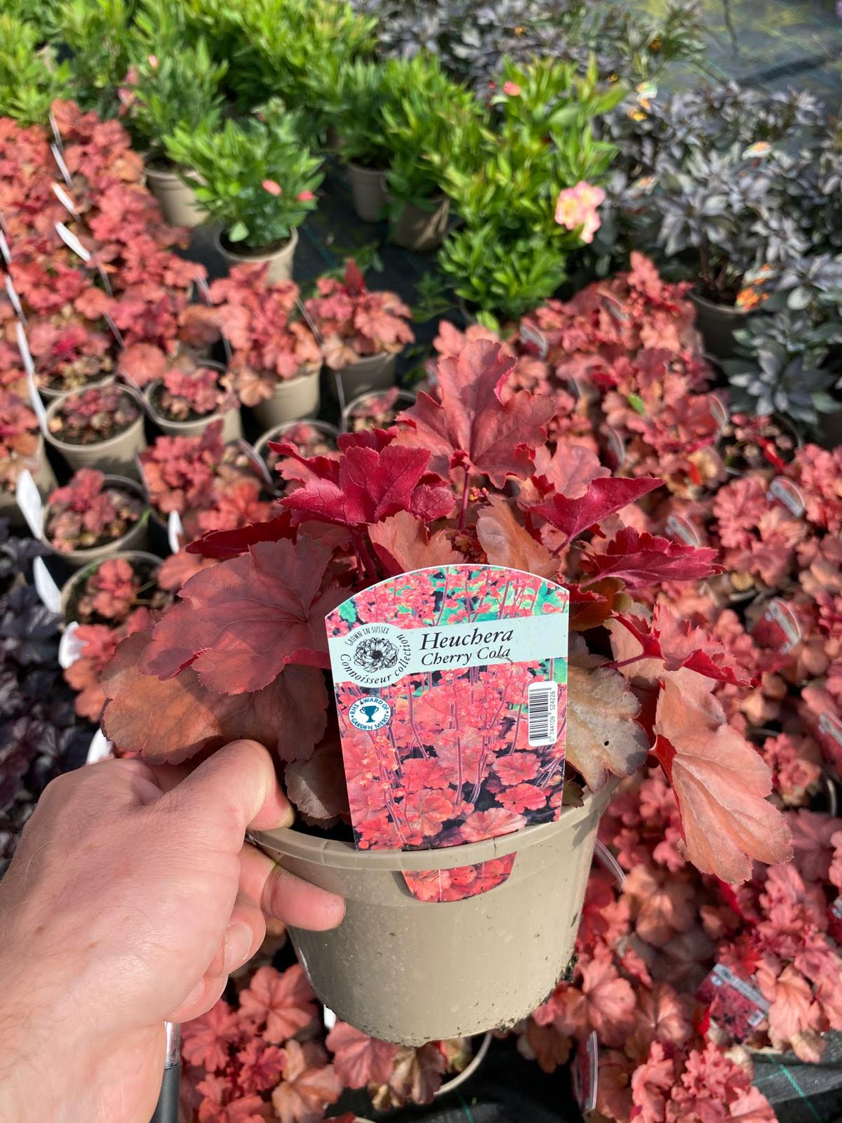 Heuchera (Coral Bells) 'Cherry Cola' - 3 Litre Pot - Colourful Foliage - Image 5