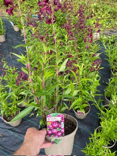 Alstroemeria (Peruvian Lily) 'Summer Break' - 3 -Litre Pot - Pink - Pollinator - Image 2