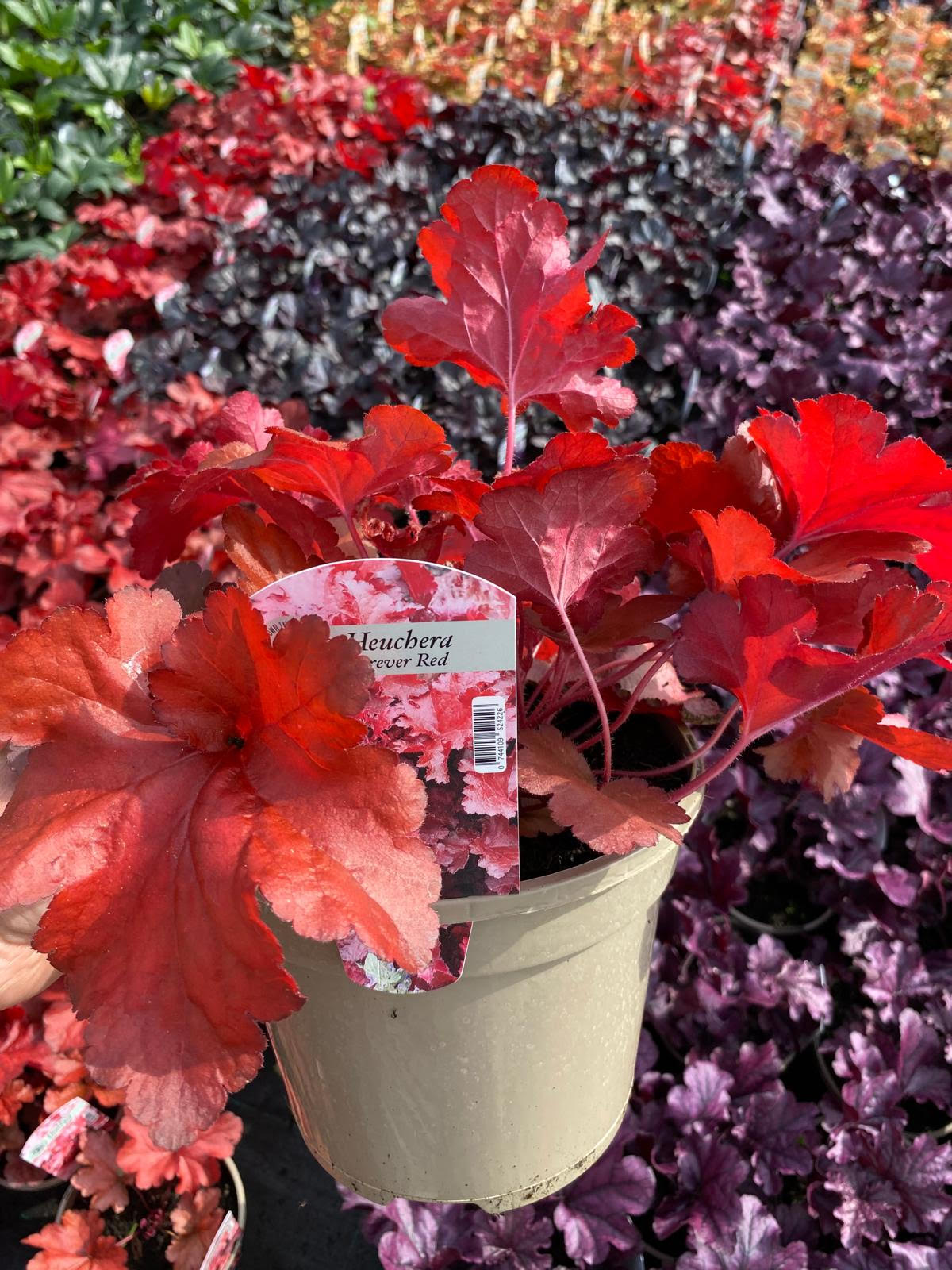 Heuchera (Coral Bells) 'Forever Red'  3 Litre Pot - Colourful Foliage - Image 5