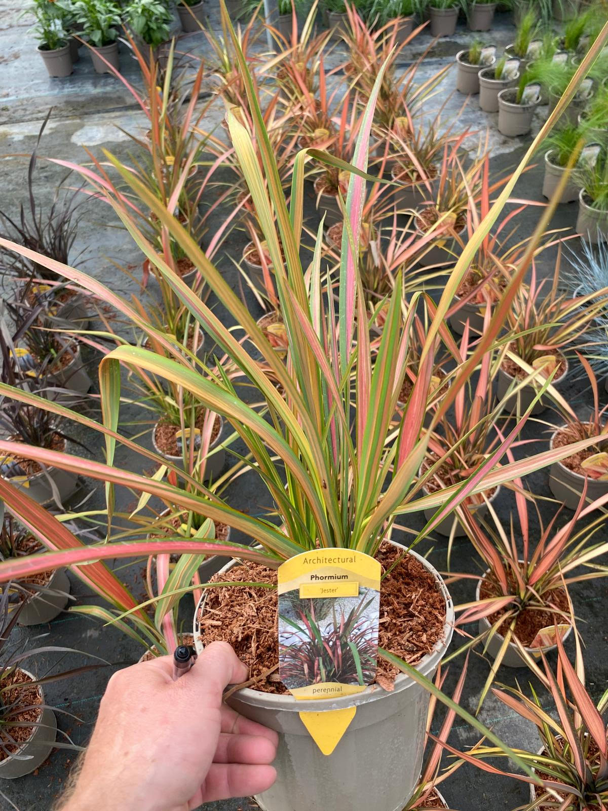 Phormium  'Jester' - 3 Litre Pot - Image 2