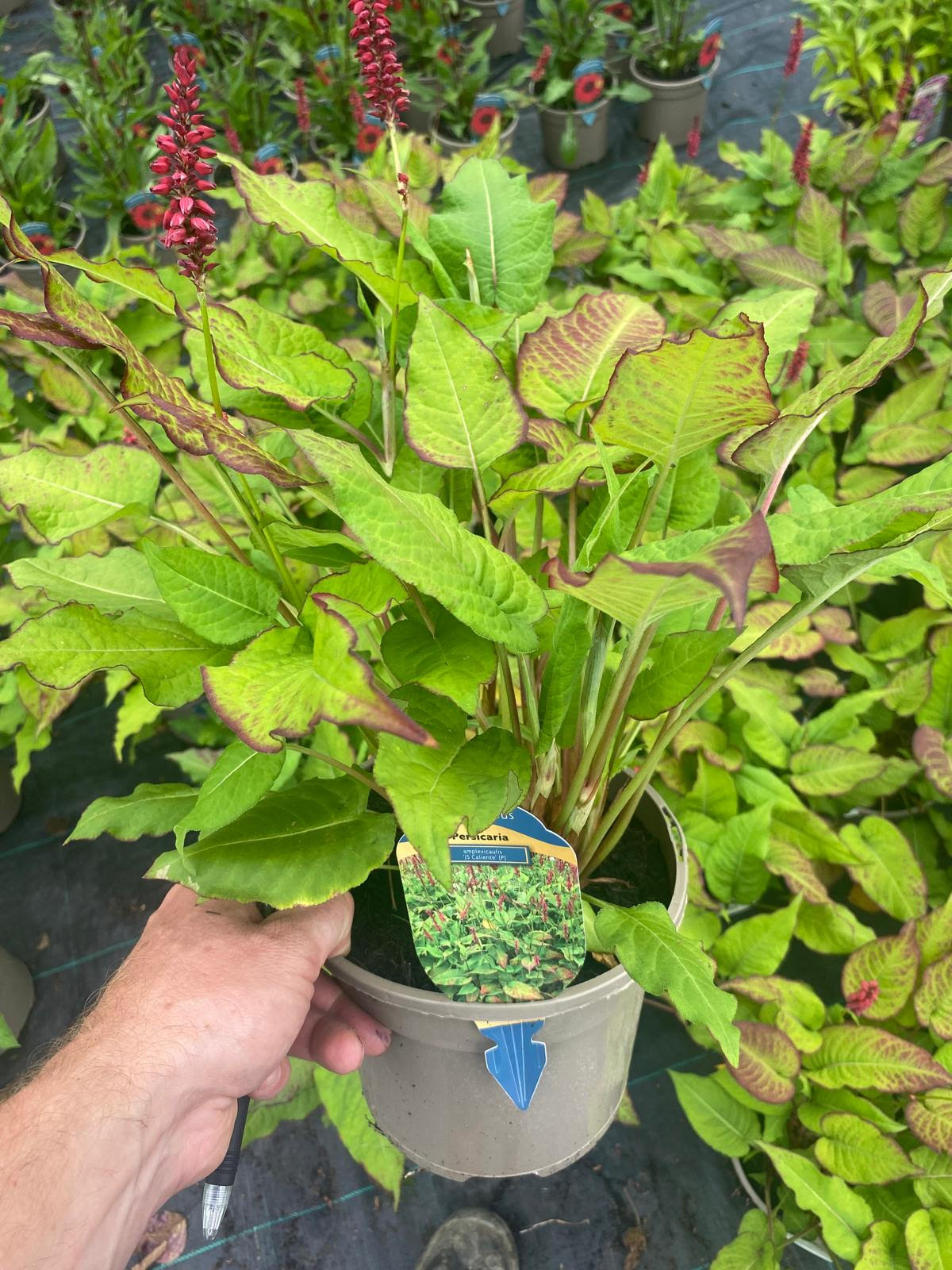 Persicaria 'Caliente' 3 Litre Pot - Pollinator - Image 2