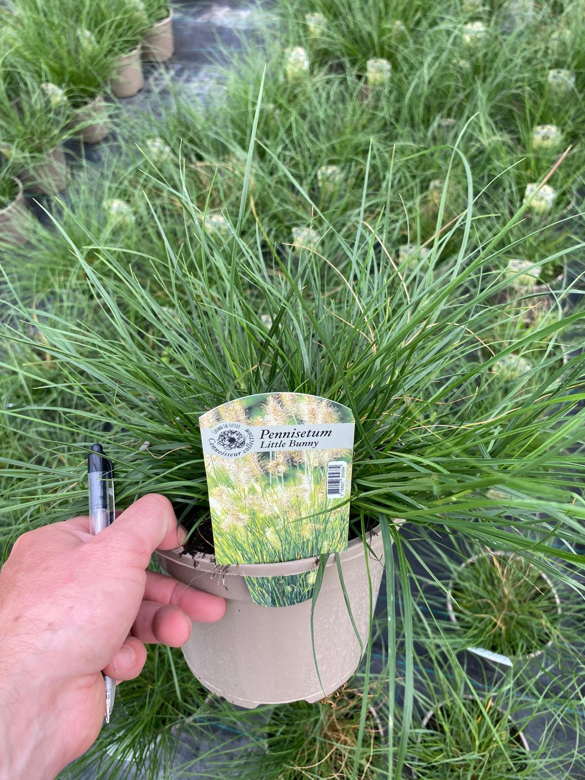 Grass Pennisetum 'Little Bunny' - 3 Litre Pot - Provides shelter for insects and small mammals - Image 2