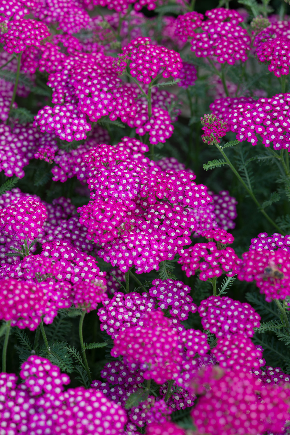 Achillea New Vintage Violet Perennial Plant in a 3 Litre Pot - Bright Flowers - Attractive to Wildlife - Image 2