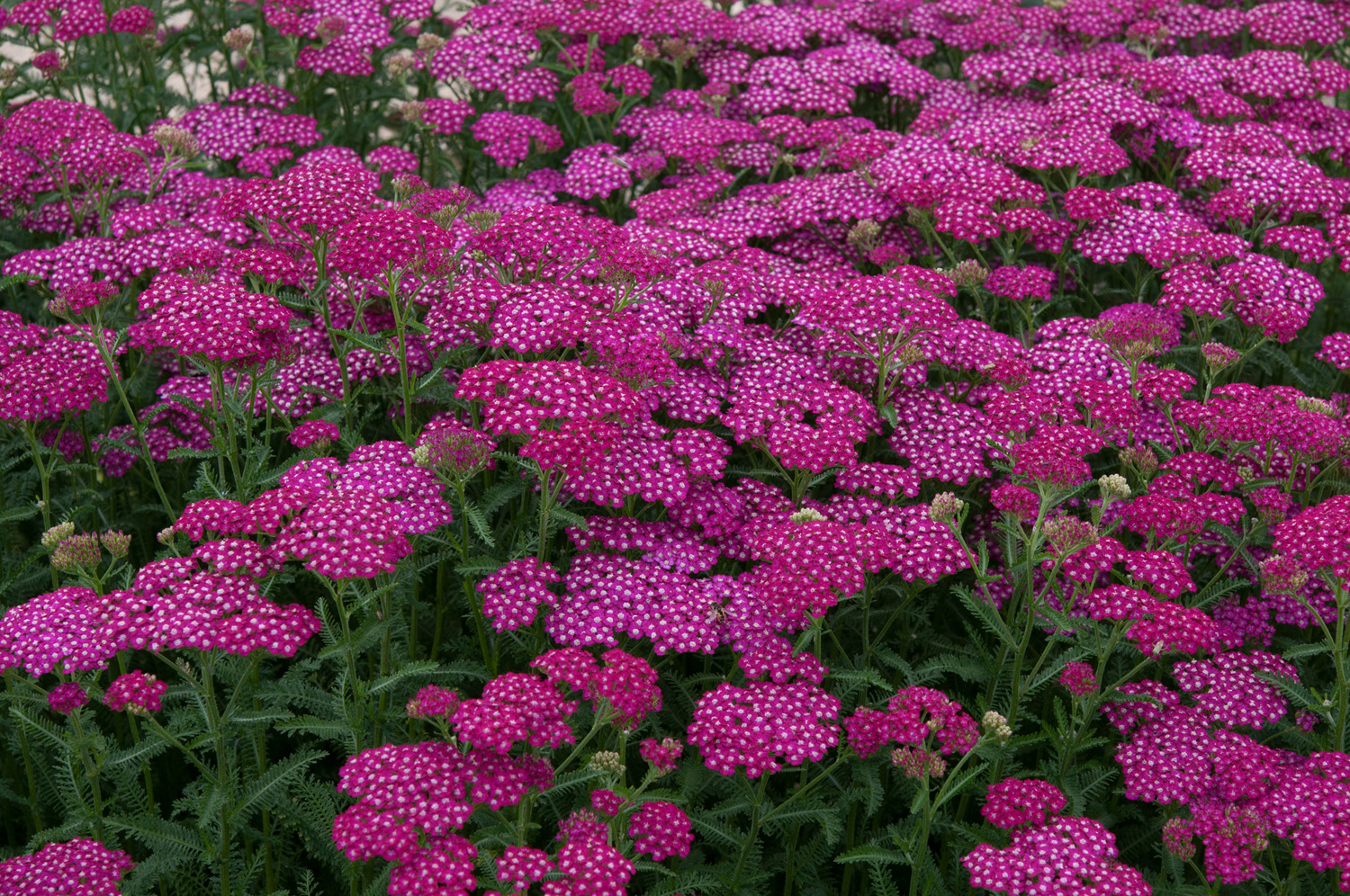 Achillea New Vintage Violet Perennial Plant in a 3 Litre Pot - Bright Flowers - Attractive to Wildlife - Image 3