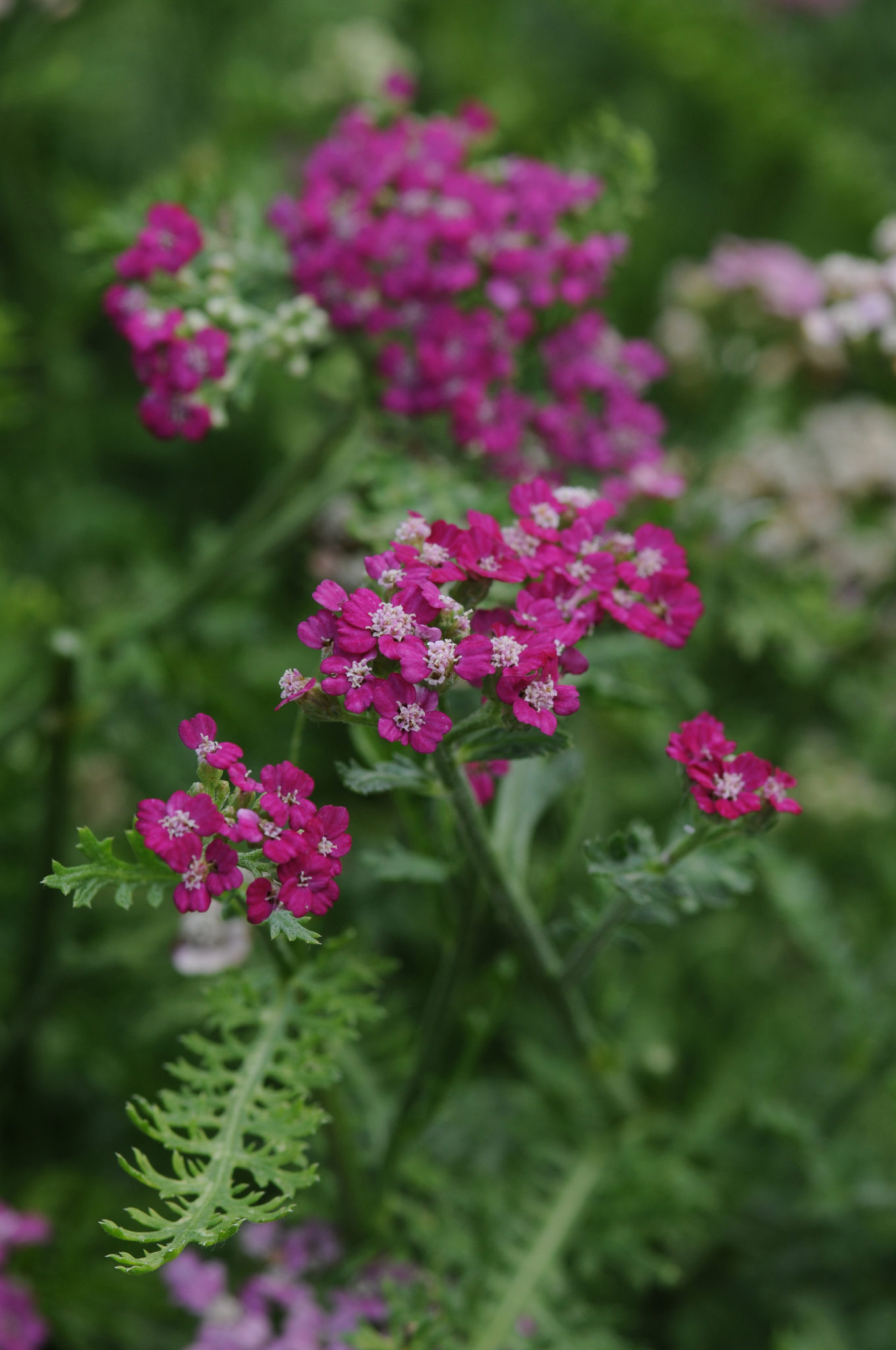 Achillea New Vintage Violet Perennial Plant in a 3 Litre Pot - Bright Flowers - Attractive to Wildlife