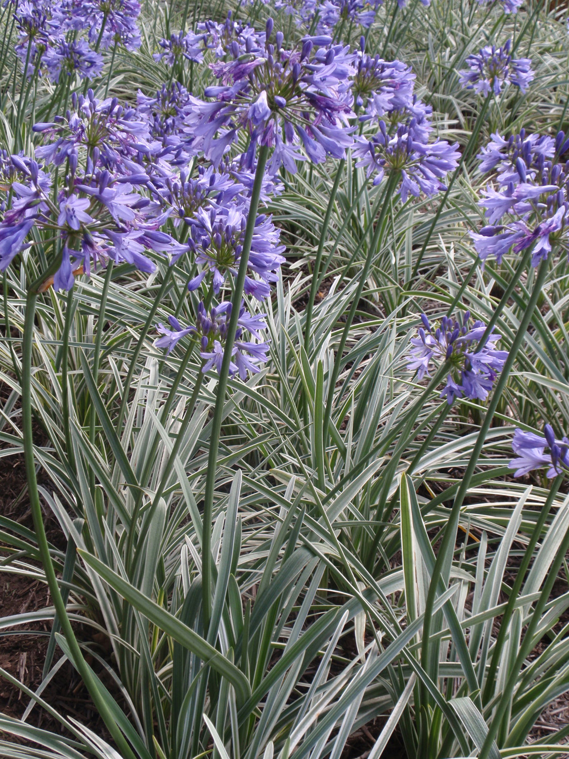 Grass -Stipa tenuissima - 'Pony Tails' - Perennial Plant - 3 Litre Pot - Image 13