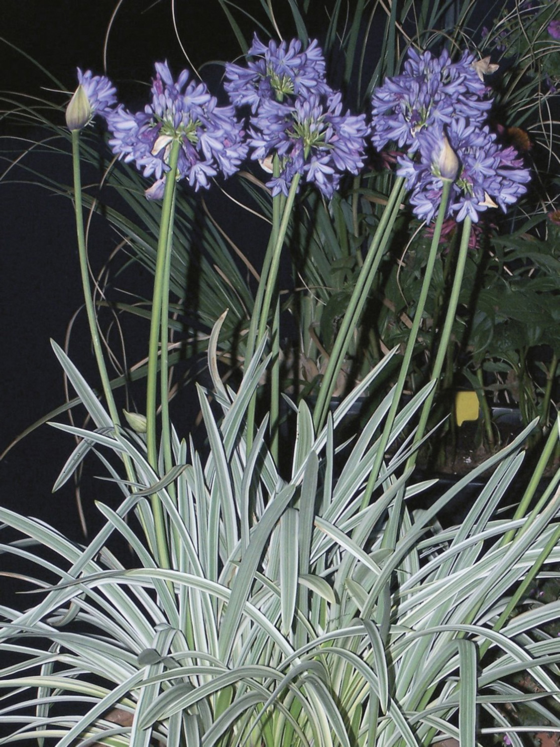 Grass -Stipa tenuissima - 'Pony Tails' - Perennial Plant - 3 Litre Pot - Image 14