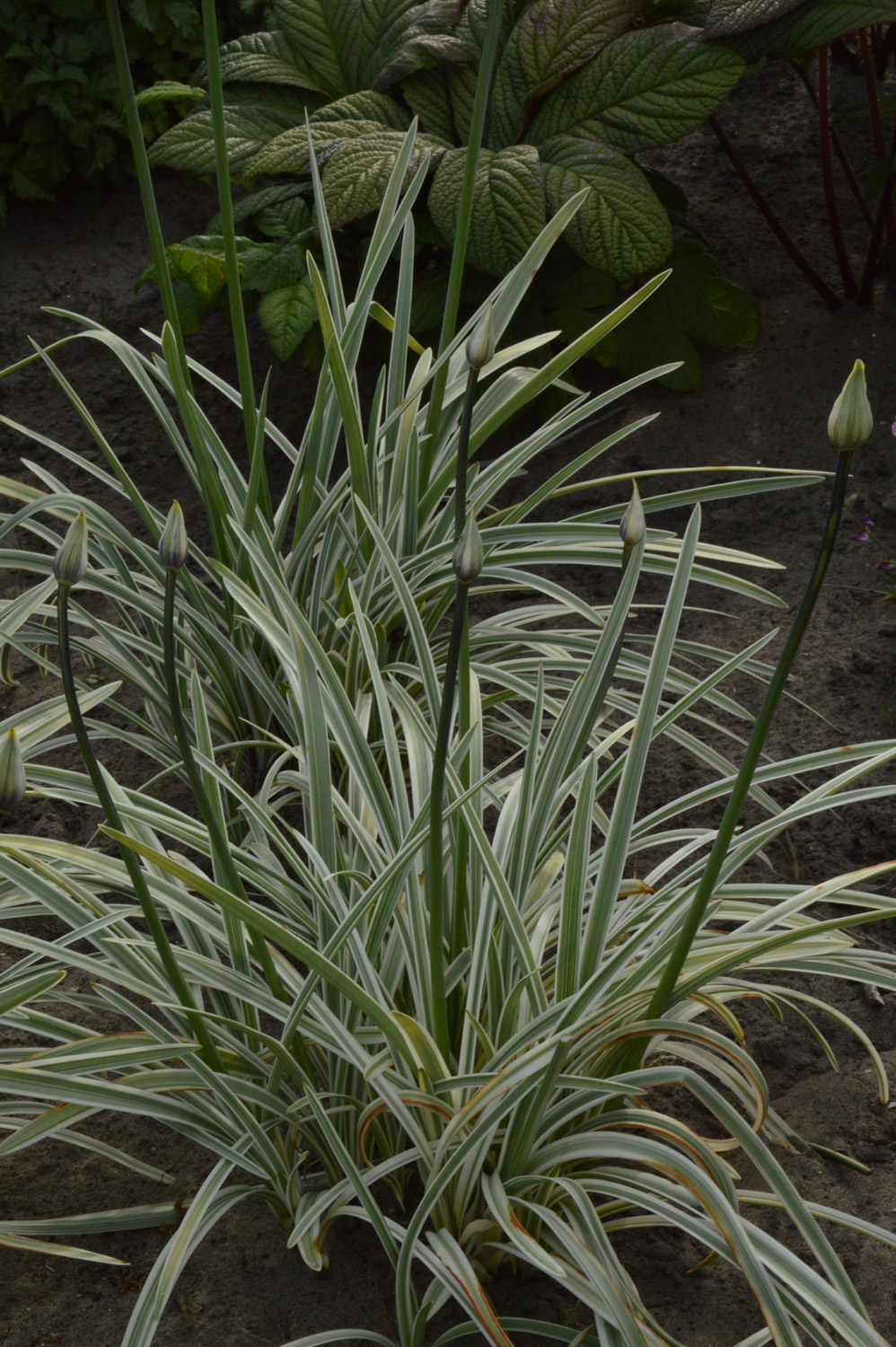 Grass -Stipa tenuissima - 'Pony Tails' - Perennial Plant - 3 Litre Pot - Image 15