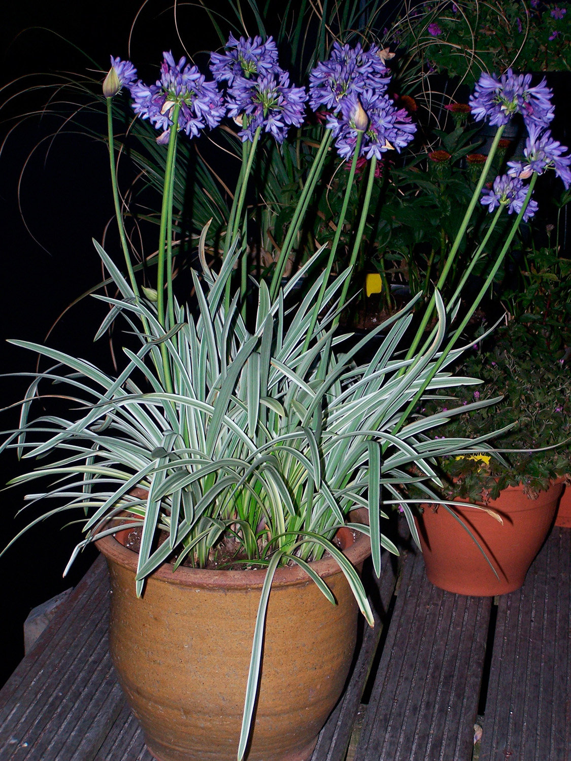 Grass -Stipa tenuissima - 'Pony Tails' - Perennial Plant - 3 Litre Pot - Image 16