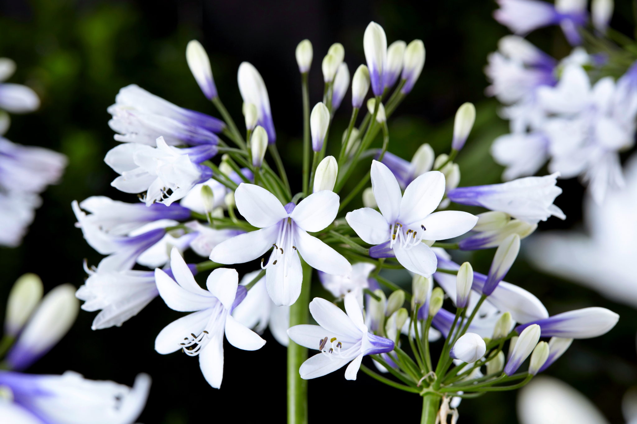 Agapanthus (African Lily) 'Twister'  3 Litre Pot - Colourful flower heads
