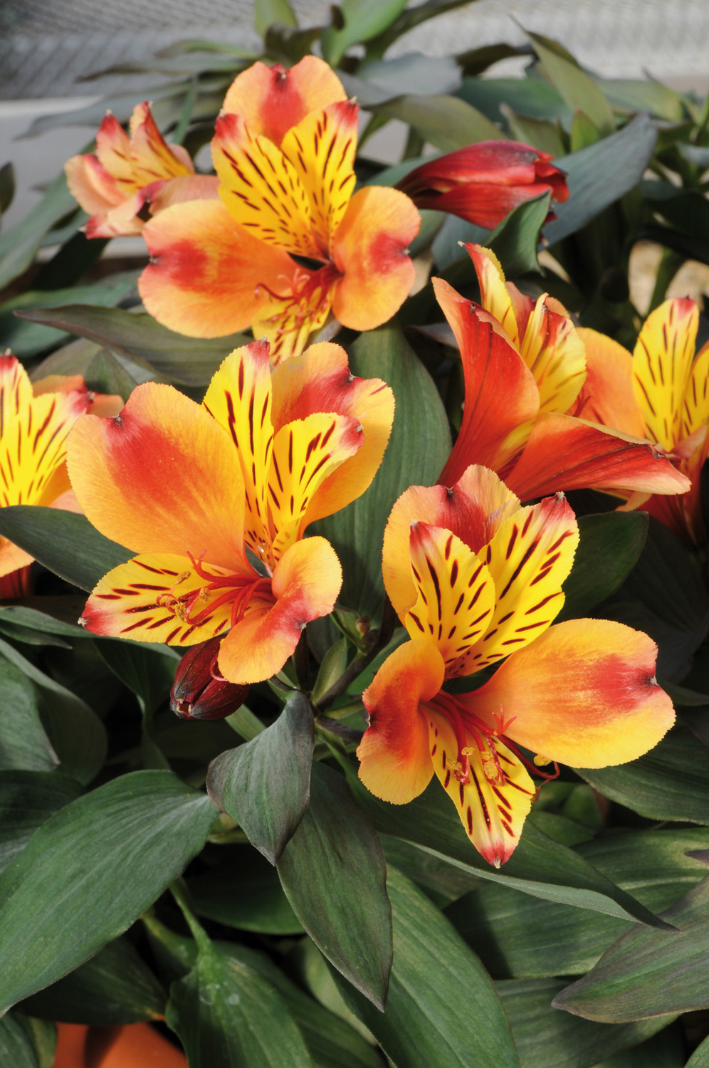 Alstroemeria - 'Indian Summer' - 3 Litre Pot - Pollinator.