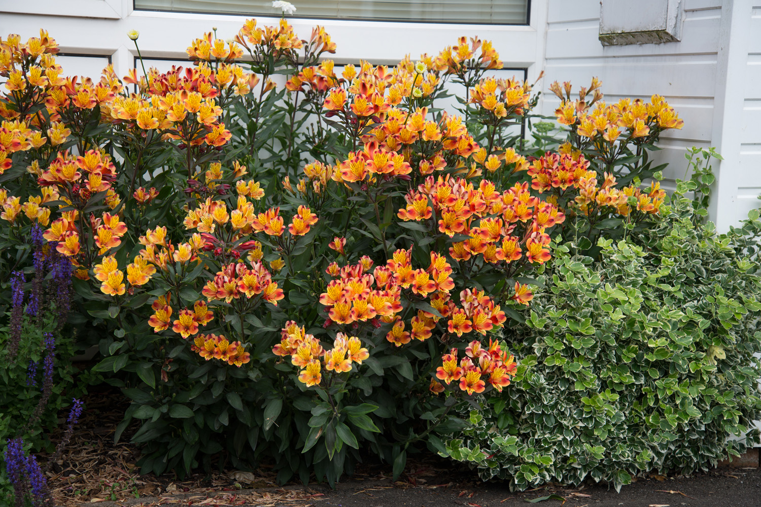 Alstroemeria - 'Indian Summer' - 3 Litre Pot - Pollinator. - Image 2