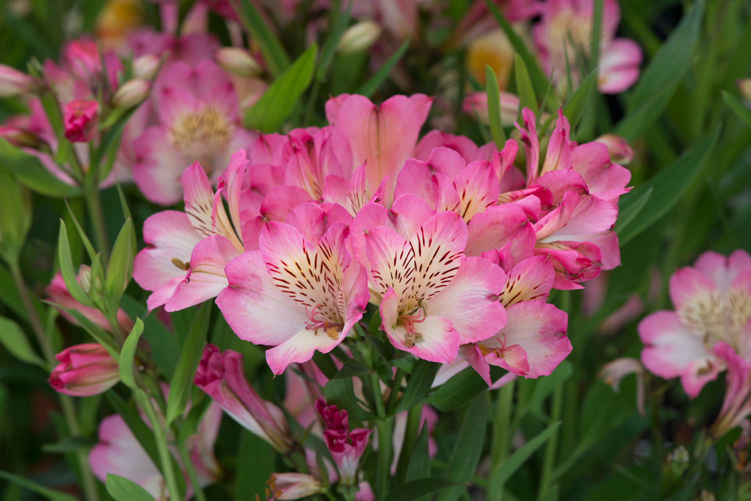 Alstroemeria (Peruvian Lily) 'Summer Break' - 3 -Litre Pot - Pink - Pollinator