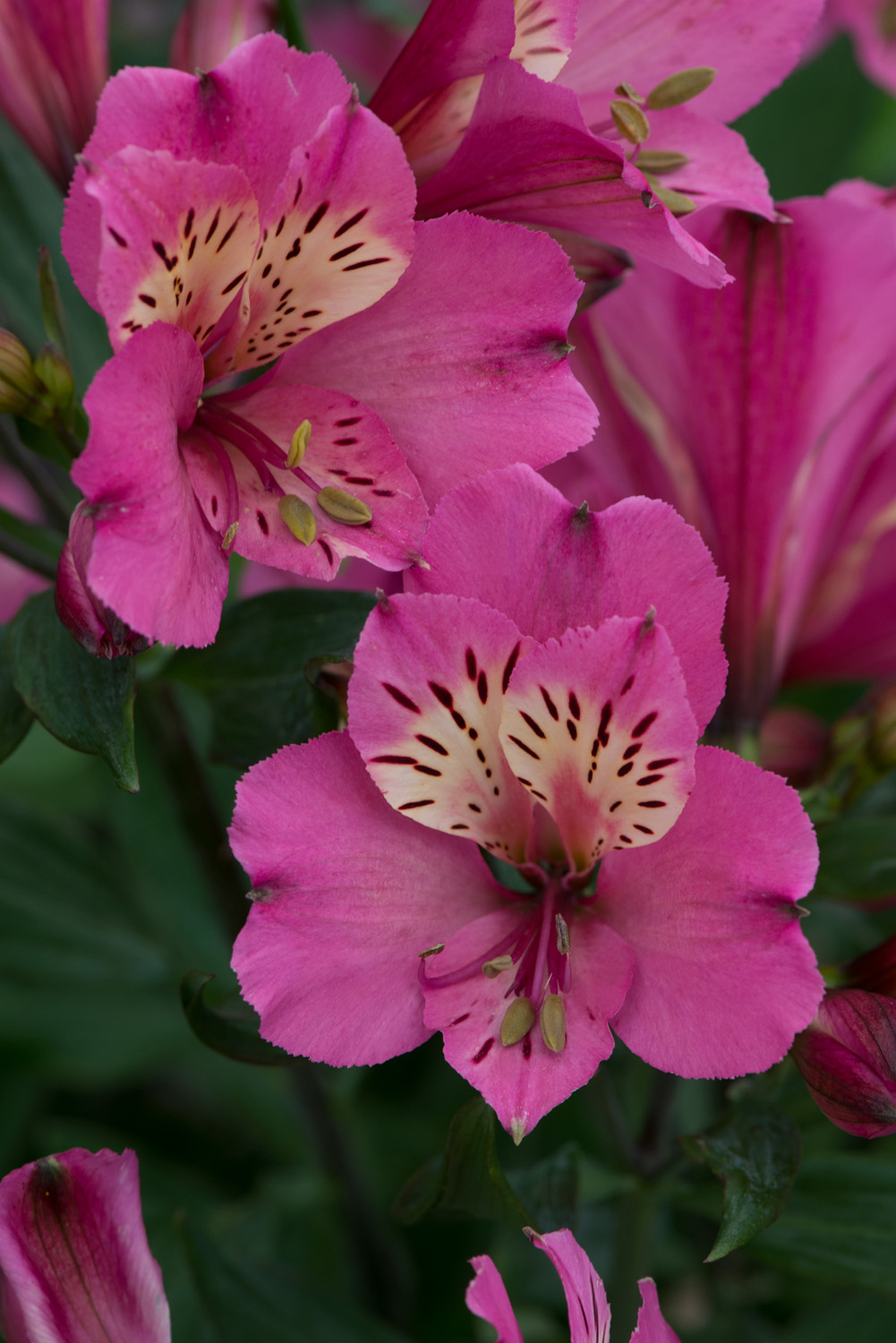Alstroemeria 'Summer Saint Pink' - 3 Litre Pot. Pollinator.