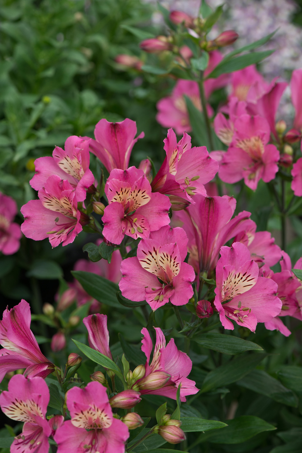 Alstroemeria 'Summer Saint Pink' - 3 Litre Pot. Pollinator. - Image 2