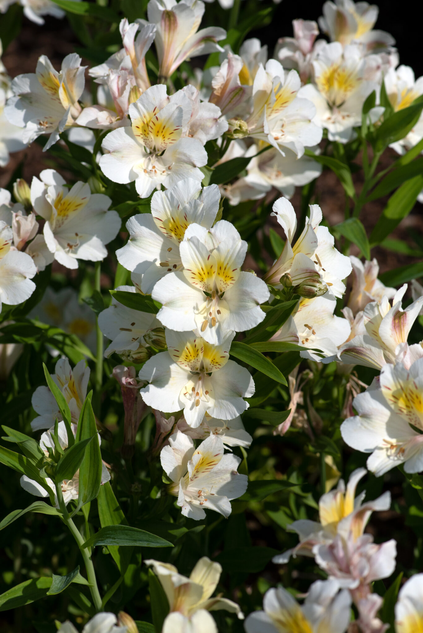 Alstroemeria (Peruvian Lily) - 'Garden Summer Sky'- 3 Litre pot - Creamy/White flowers