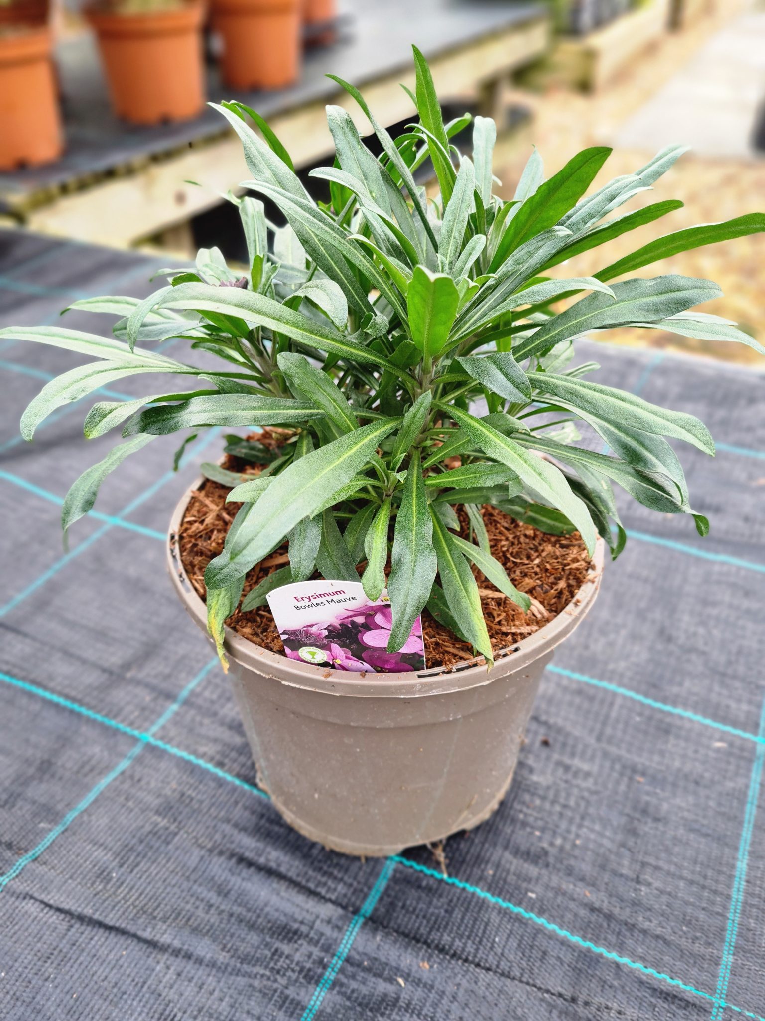 Erysimum (Wallflower) 'Bowles Mauve' - 3 Litre Pot - Attractive to Wildlife - Image 5