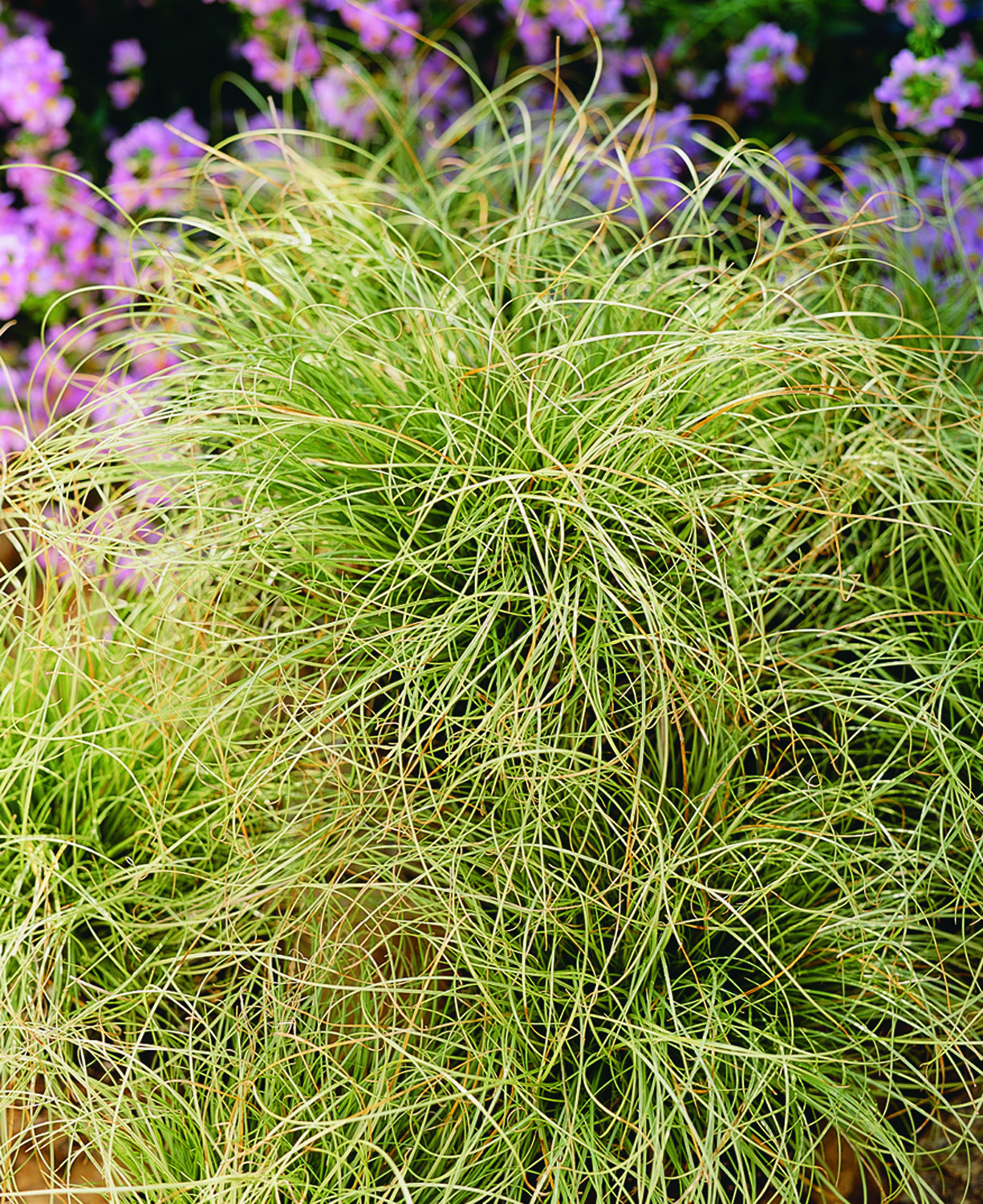 Grass Carex (Pendula) Frosted Curls Perennial Plant in a 3 Litre Pot - Provides shelter for insects and small mammals - Image 3