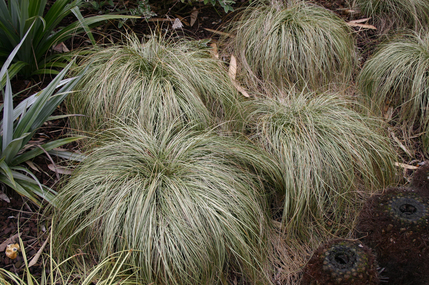 Grass Carex (Pendula) Frosted Curls Perennial Plant in a 3 Litre Pot - Provides shelter for insects and small mammals - Image 4